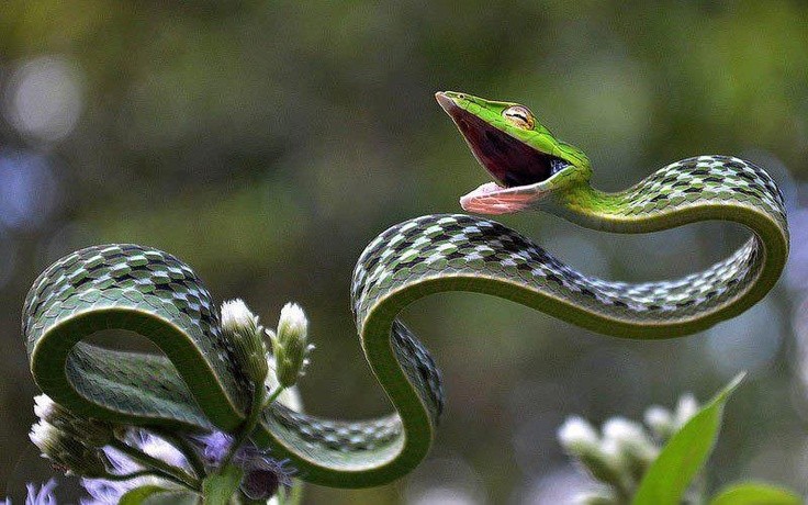 Photo:  Green vine snake (Ahaetulla nasuta),